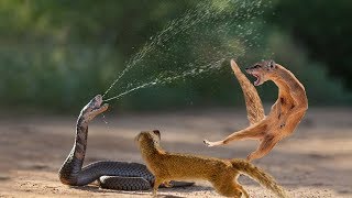 Snake King Cobra Vs Mongoose Real Fight Big Battle In The Desert  Most Amazing Attack of Animals [upl. by Paz]