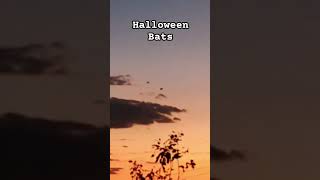 Bats come out on Halloween [upl. by Zzahc]