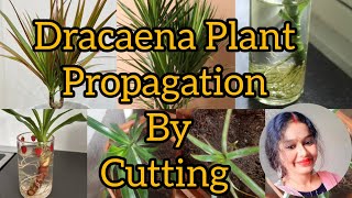 Dracaena Plant Propagation By Cutting The Stemplants versatileshona gardening [upl. by Dagmar]