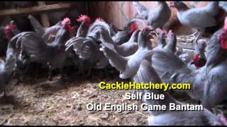 Self Blue Old English Game Bantam Chickens Breeder Flock  Cackle Hatchery [upl. by Trip732]