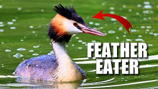 Grebe Facts its a WEIRD BIRD 🦆 Animal Fact Files [upl. by Mich]