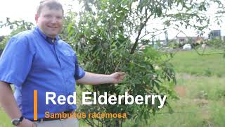 Plant Speed Dating  Red Elderberry Sambucus racemosa [upl. by Alexandrina]