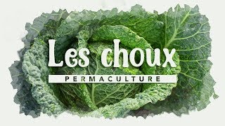 Tout savoir sur la culture des choux permaculture [upl. by Gnihc]