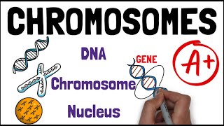 CHROMOSOMES  Biology GCSE and iGCSE Exam Revision [upl. by Giliane410]