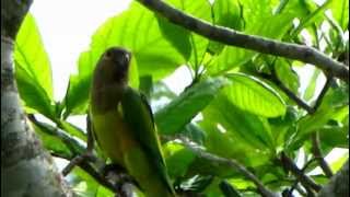 Aratinga pertinax  Brownthroated Parakeet  St Thomas Conure [upl. by Lah]