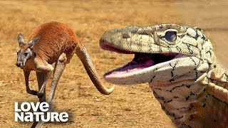 Monster Lizard Perentie Chases After Kangaroo in Epic Hunt  Love Nature [upl. by Aicxela]