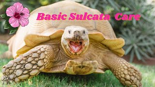 Basic Sulcata Tortoise Tiptoe Care [upl. by Blank]