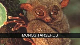 Tipos de monos primates y simios [upl. by Ennalyrehc]