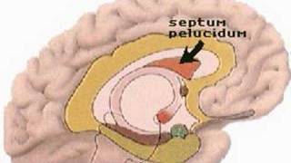 How the Body Works  Units of the Limbic System [upl. by Kallick]