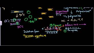 Taq Polymerase [upl. by Ehud]