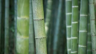 BAMBOO FOREST • 10H Delicate Crackling and Rustling Wind • Background Nature Noise Sounds ASMR [upl. by Anaiq183]