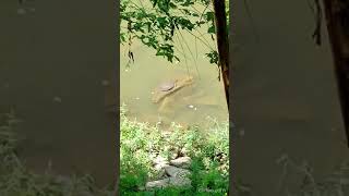 Gone Video Turtling Huge Turtles with the Sun on their shells Harpeth River TN USA 🎶 tnturtles [upl. by Nnayt]