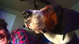 Jax Treeing Walker Coonhound crying grunitng and giving attitude [upl. by Averir]