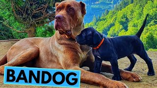 Bandog  TOP 10 Interesting Facts [upl. by Yarazed]