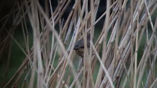 Bluethroat Blauwborst Munnikenpolder The Netherlands Luuk Punt 240318 1 [upl. by Acilegna624]