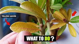 How to fix Adenium Desert rose leaves turning yellow [upl. by Idnek]