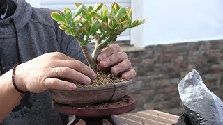 Crassula ovata variegada [upl. by Arikahc767]