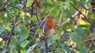 Голоса птиц  Зарянка Erithacus rubecula ВільшанкаEuropean Robin [upl. by Joo]