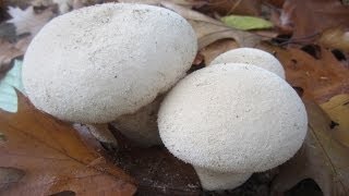 Autumn in Dwingelderveld National Park  20131101 [upl. by Violet]