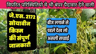 Js 2172 soybean variety  जेएस 2172 सोयाबीन किस्म की संपूर्ण जानकारी [upl. by Ragland814]