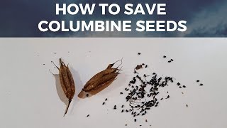 Save Columbine  Aquilegia Seeds How to harvest seeds from Columbine Flower [upl. by Gustafson]