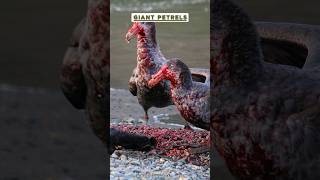 Nature’s Ruthless Hunters ☠️ The Giant Petrels of Antarctica 🇦🇶 nature wildlife birds [upl. by Francyne]