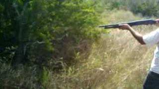 huge spider vs 12ga shotgun [upl. by Elsie]