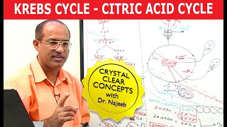 Krebs Cycle  Citric Acid Cycle  Cellular Respiration [upl. by Iver]