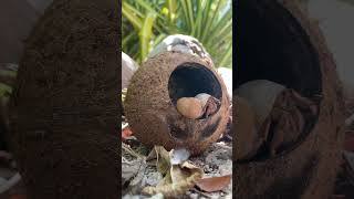 Caribbean Hermit Crab Coenobita clypeatus is a species of land hermit crab native to The Bahamas [upl. by Aldrich]