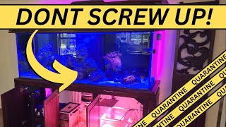 Setting up a Quarantine system might save all of your fish [upl. by Hyacinthie417]