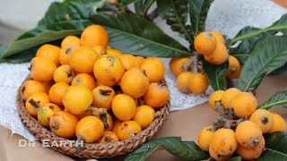 GROWING ORGANIC LOQUAT [upl. by Consuela]