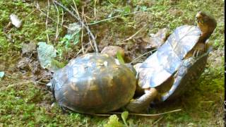 Box Turtles Mating Graphic Part 1 of 3 [upl. by Nickles313]