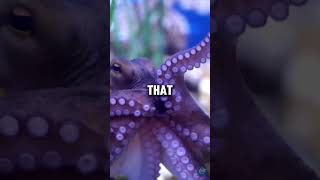 Octopus Superpower Tasting with Their Tentacles shorts [upl. by Sparks]