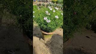 Brachyscome flower shorts shortsfeed viralshortreels shortvideos matakchalugi trendingshorts [upl. by Festus223]