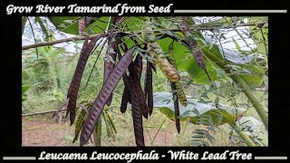 Grow River Tamarind  White Lead Tree Seeds Leucaena leucocephala [upl. by Adnih305]