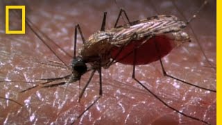 New Laser Zaps Mosquitoes in SlowMotion  National Geographic [upl. by Eidahs]