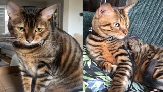 TOYGER CATS 2021 [upl. by Philis]