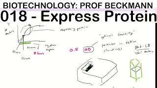 Biotechnology 018 Recombinant Protein Expression [upl. by Airlie505]