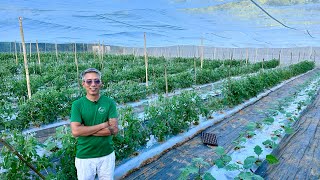 Tataas ang Ani Bababa ang Gastos Panalo pa sa Ganda ang Farm sa Shade and Insect Net House [upl. by Oliy]