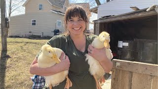 How to build a duck house  Introducing chicks and ducks to our hens ♥ [upl. by Yenffit757]