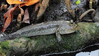 Mudskippers The Fish That Walk on Land  Amazing Facts  Relaxing Nature Sounds [upl. by Maryanne]