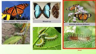 IDENTIFICACIÓN DE LEPIDOPTERA DE IMPORANCIA AGROPECUARIA [upl. by Nagey285]