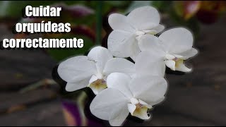 ¿Cómo se debe cuidar una Orquídea correctamente  Orquiplanet [upl. by Einneg]