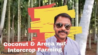 Coconut with Areca nut trees intercropping method [upl. by Gaelan790]