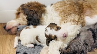 Bernedoodle Puppies Play and Nurse 2 weeks old [upl. by Atteuqahs251]