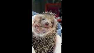 Tired Baby Hedgehog Yawning [upl. by Yesnnyl]