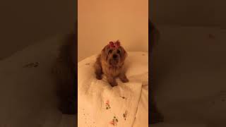 My Norfolk terrier wanted to tell you something 😘😅have a good day ☘️ [upl. by Sivart]