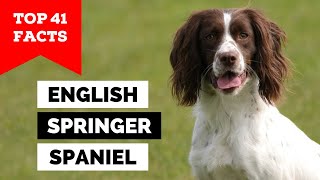 99 of English Springer Spaniel Owners Dont Know This [upl. by Tychon717]