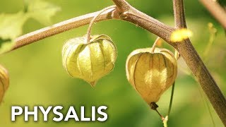 Physalis en el bosque de alimentos  Permaculture in Galicia [upl. by Orofselet]