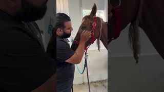 save the horse on the street… horse animalrescuer lovehorses animalsrescuer animals rescue [upl. by Adlen]